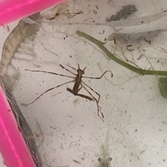ヤゴ　2匹　　
の画像