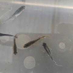フロマージュメダカの卵か稚魚40＋α