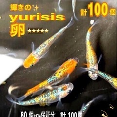 yurisis💐卵計【１００個 】🉐Round22.輝きの✨yu...