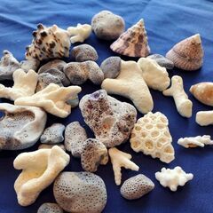 貝殻&珊瑚