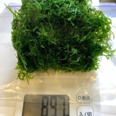 水草　無農薬
ウィローモス　80g +α