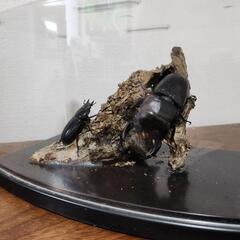 クワガタムシ　ジオラマ 1の画像