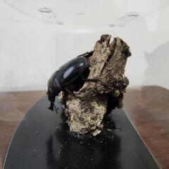 クワガタムシ　ジオラマ 1の画像
