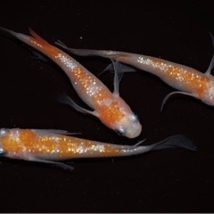 土日限定！【メダカの卵】はなつばさ　30+α