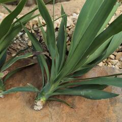 ユッカエレファンティペスの画像