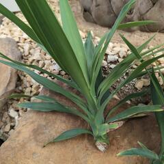 ユッカエレファンティペス