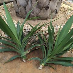 ユッカエレファンティペスの画像