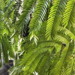 観葉植物　エバーフレッシュの挿し穂