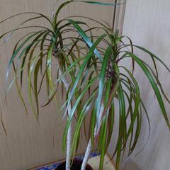 コンシンネ　2本　観葉植物　素人栽培
