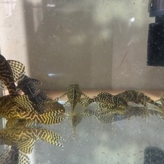 キンペコ、タイガープレコの画像