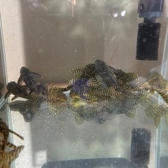 キンペコ、タイガープレコの画像