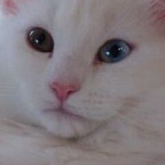 メル友募集