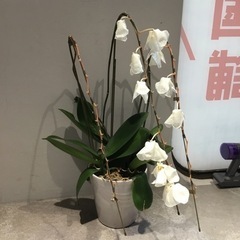 胡蝶蘭2鉢