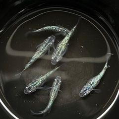 メダカ　アズライト　種親候補