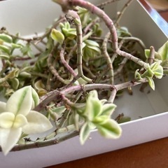 ベビーサンローズ他　多肉植物 の画像