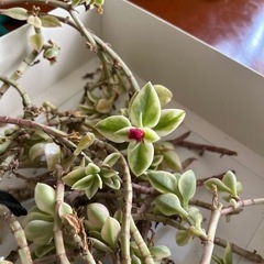 ベビーサンローズ他　多肉植物 の画像