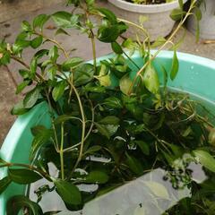 水草　ハイグロフィラ？の画像