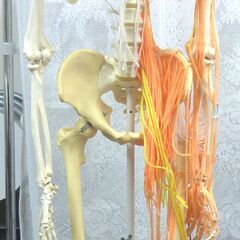 骨格模型 　ドイツSOMSO社製　骨名入り