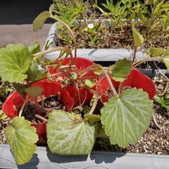 山野草　ユキノシタの画像