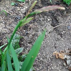 クロコスミアの画像