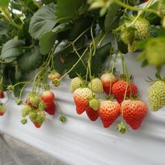 ❀ママ友さん募集します❀