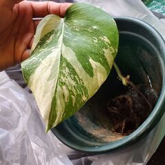 ボルジギアナホワイトタイガーの画像