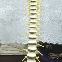 ●骨格模型 脊椎・骨盤　ドイツSOMSO社製