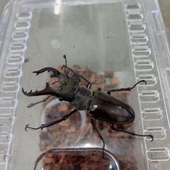 ミヤマクワガタ・ノコギリクワガタ