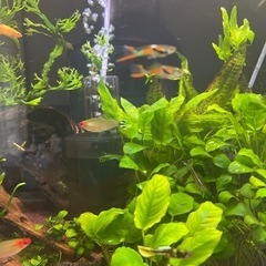 熱帯魚　エンドラーズ　