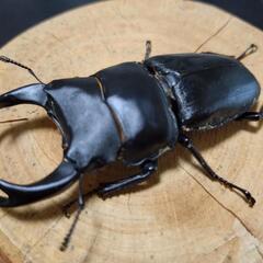 オオクワガタ奈良輪川西（即ブリ）大型♀