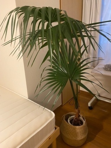 家具 インテリア雑貨/小物 置物、オブジェ