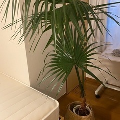 家具 インテリア雑貨/小物 置物、オブジェ