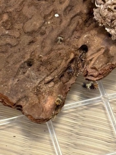 服/ファッション アクセサリー ネックレス