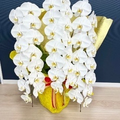 【ラスト１点！！】衝撃価格！超破格値！胡蝶蘭3本立ち　胡蝶蘭鉢株苗 コチョウラン 洋蘭 洋ラン