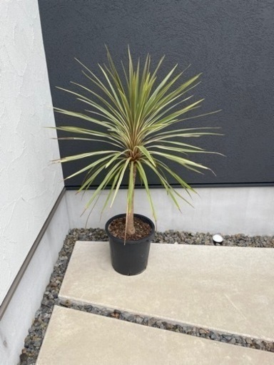 【お譲り先決定】コルジリネ　ドラセナ