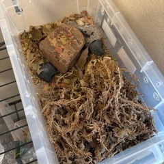 ダンゴムシ、ワラジムシの画像