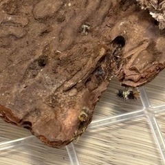 ダンゴムシ、ワラジムシ