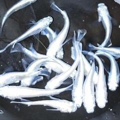 めだか 史上初 奏雪プラチナホワイト 針子〜+ゾウリムシ 1匹100円の画像