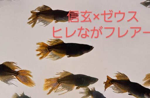 信玄×ゼウス光体形ヒレながフレアー。有精卵1週間分30個以上です。
