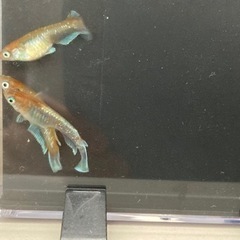 【6/21まで掲載】メダカ　レッドクリフダークタイプ　7匹の画像