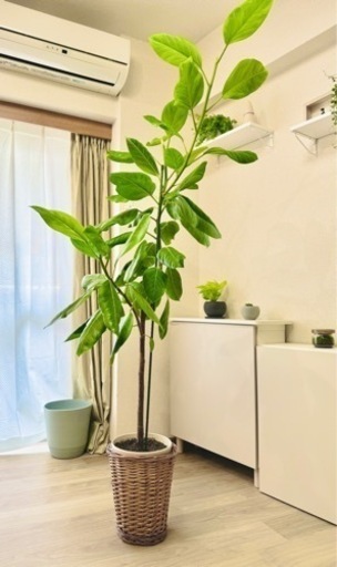 【値下げ中】インテリア・植物ゴムの木【中】