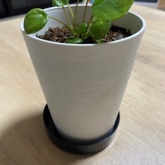 観葉植物　　　ペペロミオイデス
