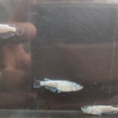 クラウドグレーダイヤの画像