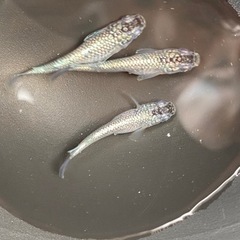 クラウドグレーダイヤの画像