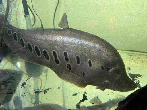 ｽﾎﾟﾃｯﾄナイフ