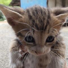 里親募集します − 茨城県