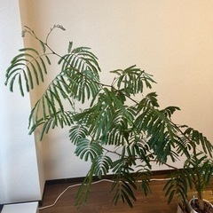 観葉植物　エバーフレッシュ