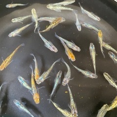 ラメmixメダカ🌈10匹　メダカ　めだか