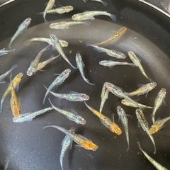 ラメmixメダカ🌈10匹　メダカ　めだかの画像