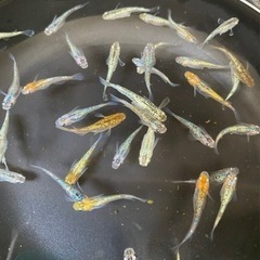 ラメmixメダカ🌈10匹　メダカ　めだかの画像
